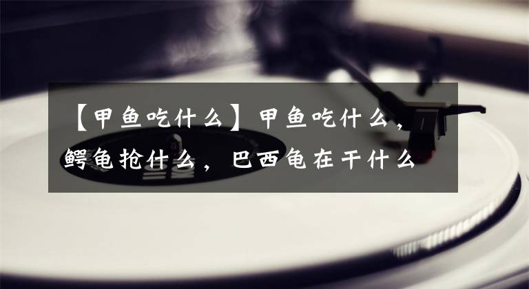 【甲鱼吃什么】甲鱼吃什么，鳄龟抢什么，巴西龟在干什么