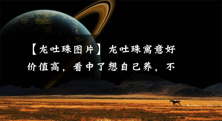 【龙吐珠图片】龙吐珠寓意好价值高，看中了想自己养，不如自己扦插变出一盆