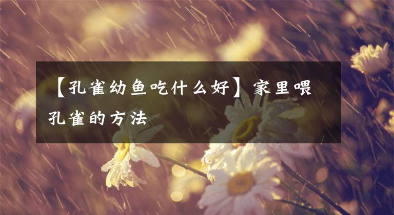 【孔雀幼鱼吃什么好】家里喂孔雀的方法