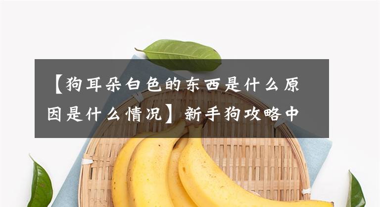 【狗耳朵白色的东西是什么原因是什么情况】新手狗攻略中的狗蟋蟀。