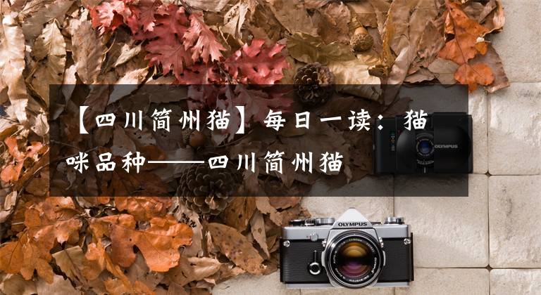【四川简州猫】每日一读：猫咪品种——四川简州猫