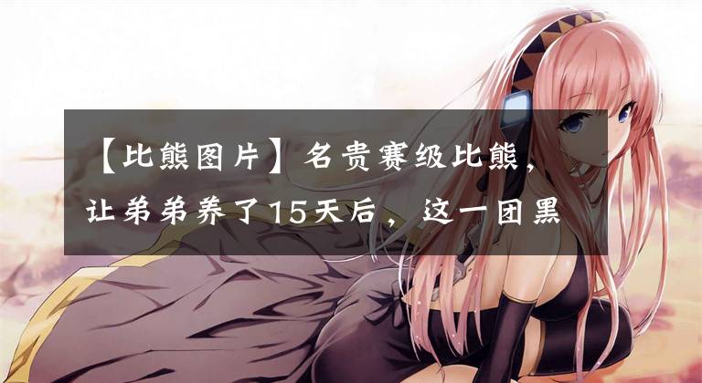 【比熊图片】名贵赛级比熊,让弟弟养了15天后,这一团黑是什么东西?