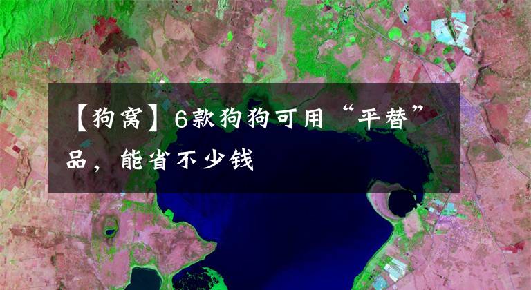 【狗窝】6款狗狗可用“平替”品，能省不少钱