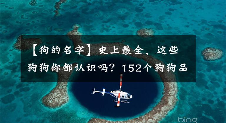 【狗的名字】史上最全,这些狗狗你都认识吗?152个狗狗品种及介绍