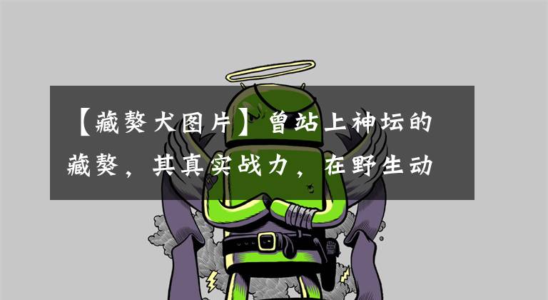 【藏獒犬图片】曾站上神坛的藏獒，其真实战力，在野生动物中算哪个层次？