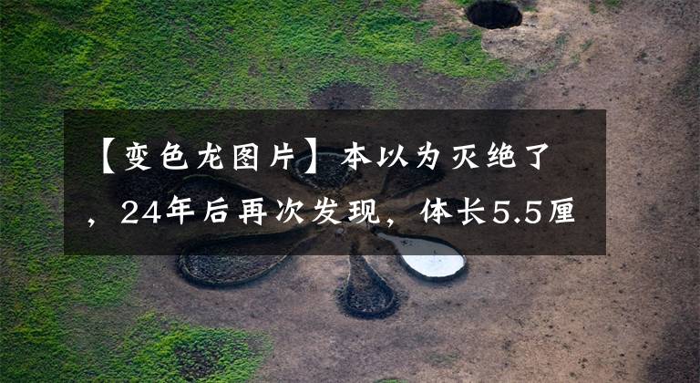 【变色龙图片】本以为灭绝了，24年后再次发现，体长5.5厘米的变色龙数量不多了