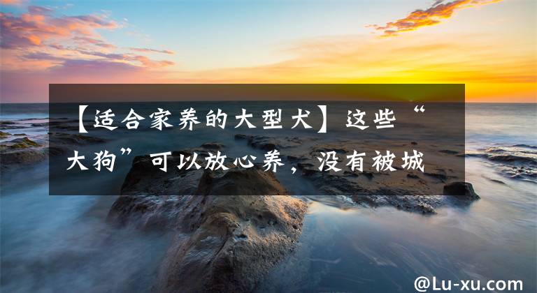 【适合家养的大型犬】这些“大狗”可以放心养,没有被城市禁养