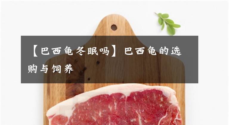 【巴西龟冬眠吗】巴西龟的选购与饲养