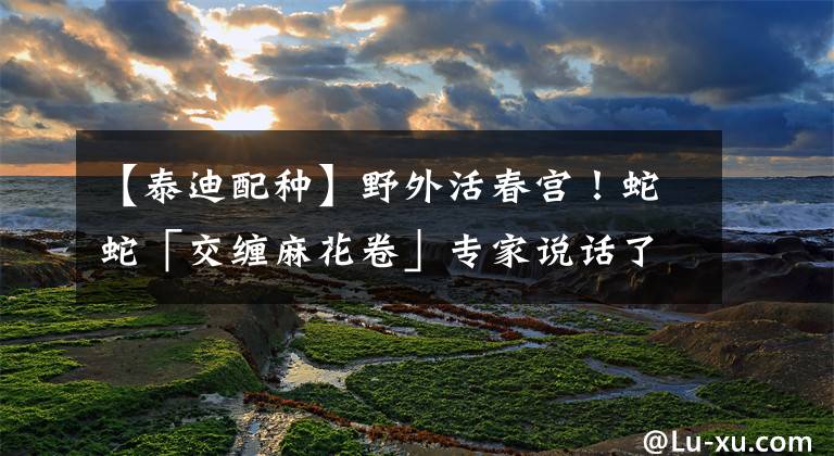 【泰迪配种】野外活春宫！蛇蛇「交缠麻花卷」专家说话了