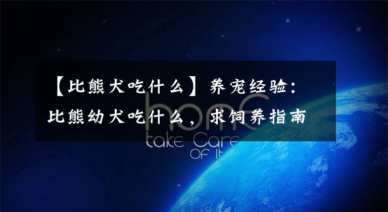 【比熊犬吃什么】养宠经验：比熊幼犬吃什么，求饲养指南