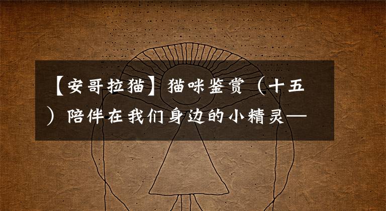 【安哥拉猫】猫咪鉴赏(十五)陪伴在我们身边的小精灵——波斯猫