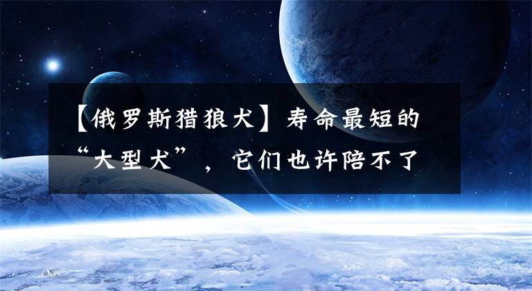 【俄罗斯猎狼犬】寿命最短的“大型犬”,它们也许陪不了你几年