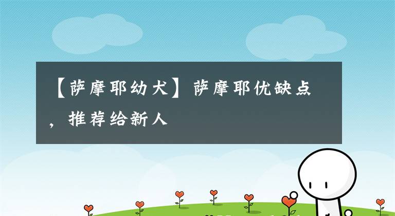 【萨摩耶幼犬】萨摩耶优缺点,推荐给新人