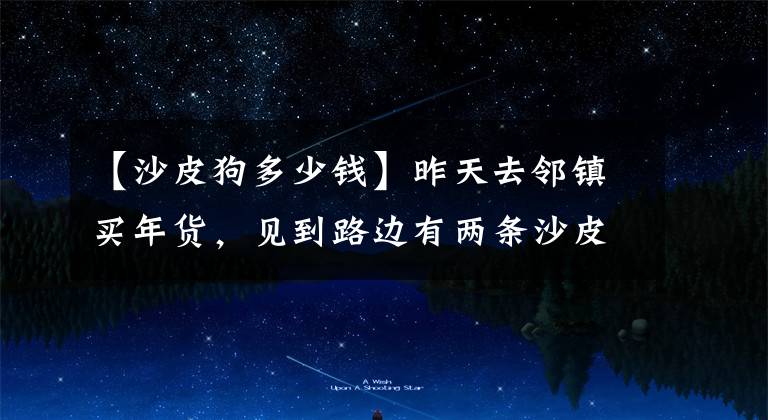 【沙皮狗多少钱】昨天去邻镇买年货，见到路边有两条沙皮狗宝宝，它俩没吃没喝的