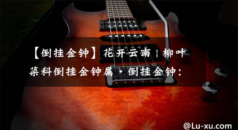 【倒挂金钟】花开云南 | 柳叶菜科倒挂金钟属·倒挂金钟:绿配红也能很洋气,植物界的色彩搭配师就是我