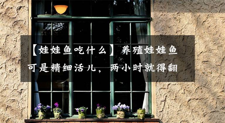 【娃娃鱼吃什么】养殖娃娃鱼可是精细活儿，两小时就得翻动一次鱼卵