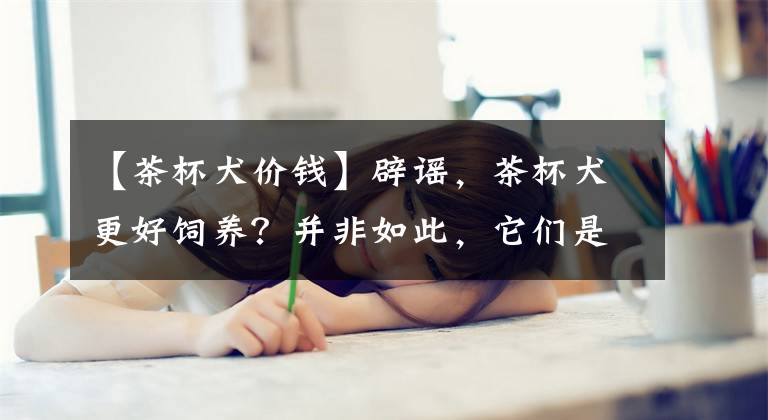 【茶杯犬价钱】辟谣,茶杯犬更好饲养?并非如此,它们是人工繁育下的悲哀