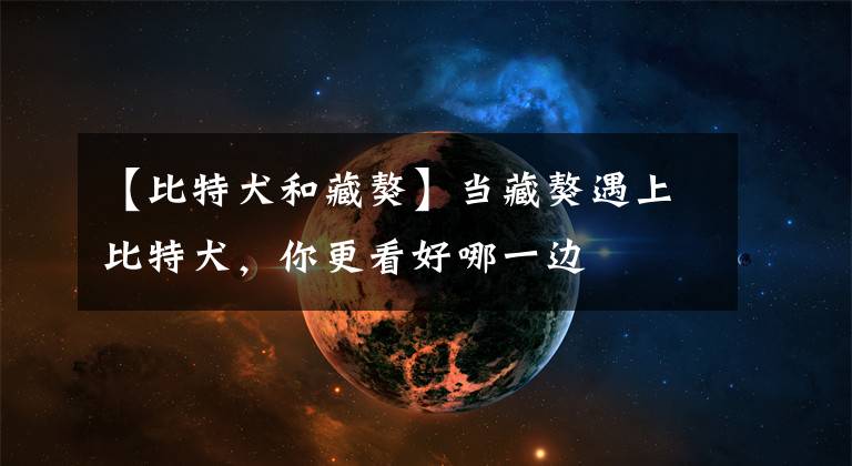 【比特犬和藏獒】当藏獒遇上比特犬，你更看好哪一边