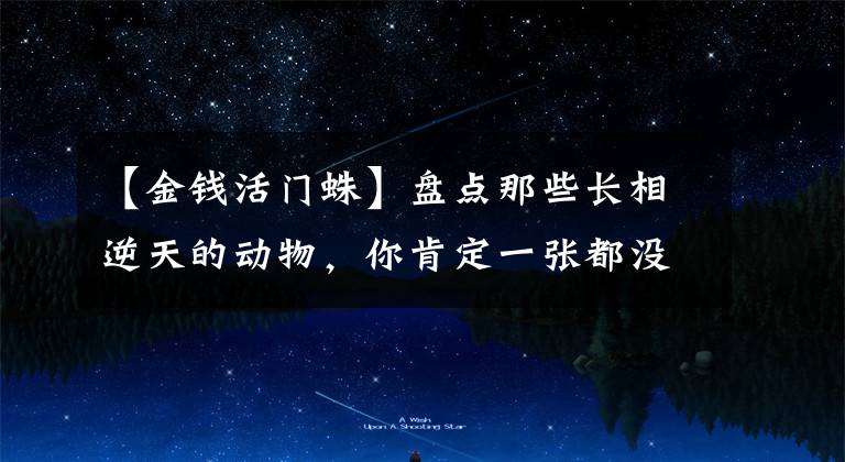 【金钱活门蛛】盘点那些长相逆天的动物,你肯定一张都没见过