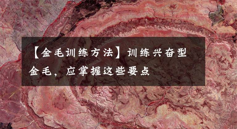【金毛训练方法】训练兴奋型金毛,应掌握这些要点