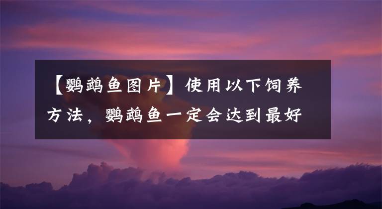 【鹦鹉鱼图片】使用以下饲养方法,鹦鹉鱼一定会达到最好的发色,和最佳状态