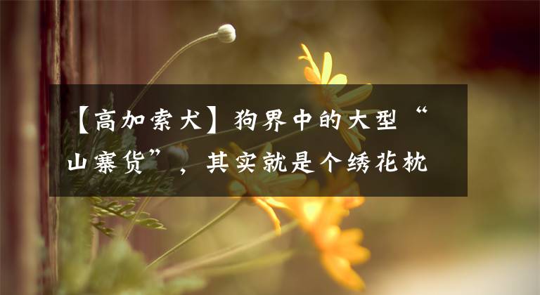 【高加索犬】狗界中的大型“山寨货”，其实就是个绣花枕头