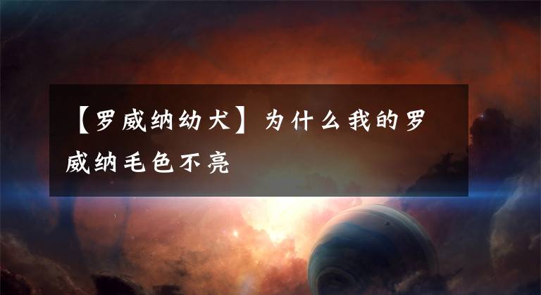 【罗威纳幼犬】为什么我的罗威纳毛色不亮