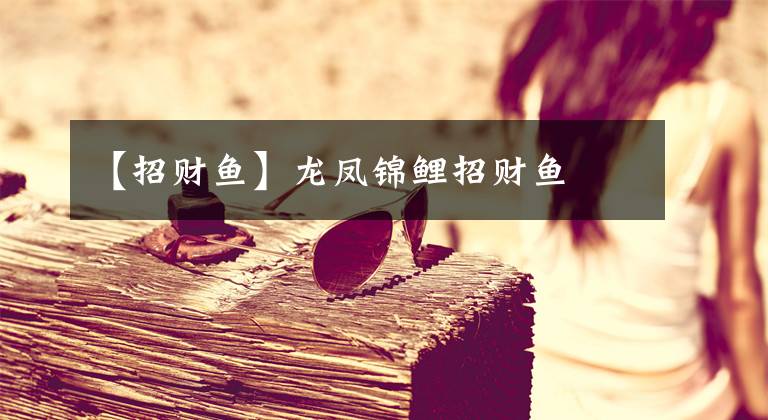 【招财鱼】龙凤锦鲤招财鱼