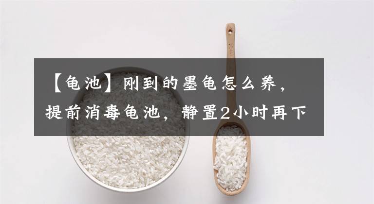 【龟池】刚到的墨龟怎么养,提前消毒龟池,静置2小时再下水,3天后喂食