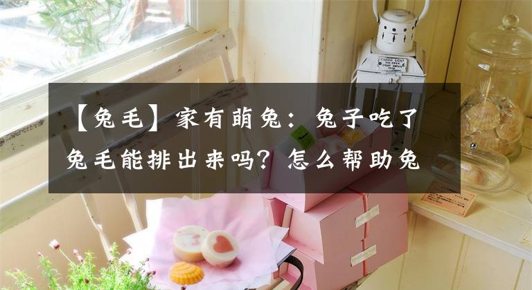 【兔毛】家有萌兔:兔子吃了兔毛能排出来吗?怎么帮助兔子排毛球?