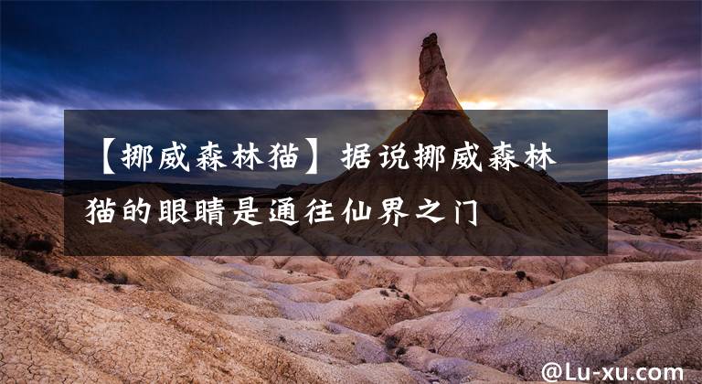 【挪威森林猫】据说挪威森林猫的眼睛是通往仙界之门