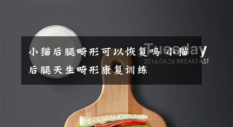 小猫后腿畸形可以恢复吗 小猫后腿天生畸形康复训练