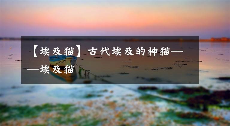 【埃及猫】古代埃及的神猫——埃及猫