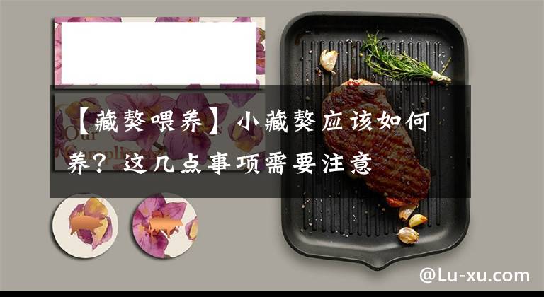 【藏獒喂养】小藏獒应该如何养？这几点事项需要注意