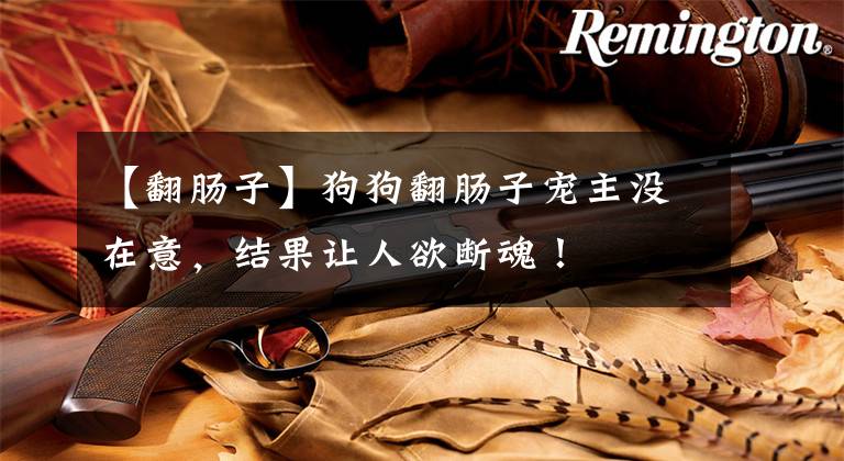 【翻肠子】狗狗翻肠子宠主没在意，结果让人欲断魂！