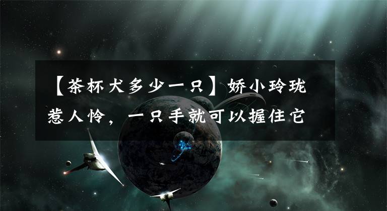 【茶杯犬多少一只】娇小玲珑惹人怜，一只手就可以握住它，这种狗狗叫茶杯犬！