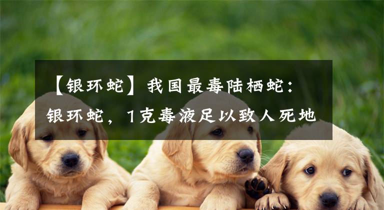 【银环蛇】我国最毒陆栖蛇：银环蛇，1克毒液足以致人死地，性情却非常温顺