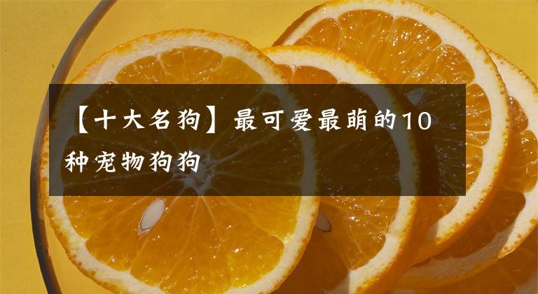 【十大名狗】最可爱最萌的10种宠物狗狗