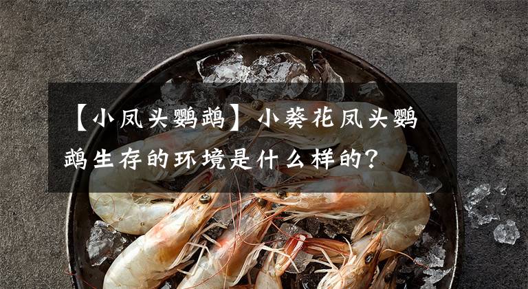 【小凤头鹦鹉】小葵花凤头鹦鹉生存的环境是什么样的?