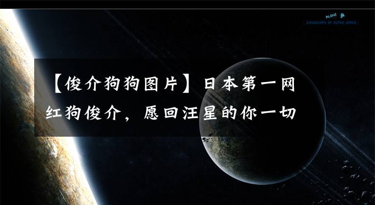 【俊介狗狗图片】日本第一网红狗俊介，愿回汪星的你一切都好
