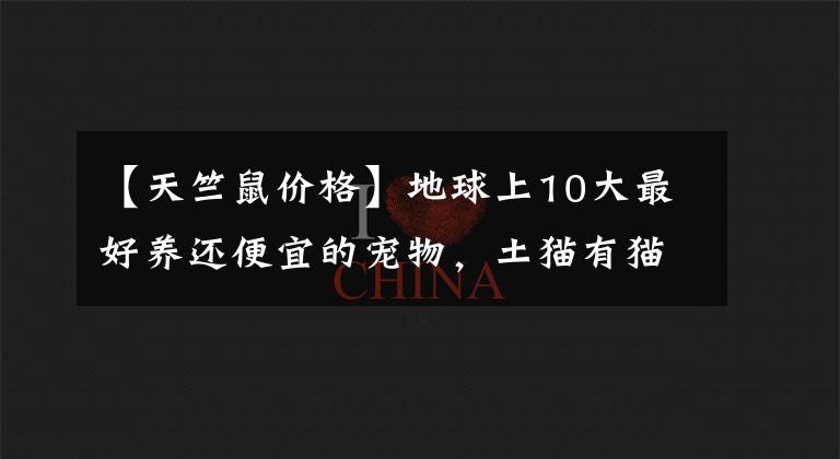【天竺鼠价格】地球上10大最好养还便宜的宠物,土猫有猫砂有食物就行