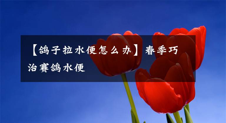 【鸽子拉水便怎么办】春季巧治赛鸽水便