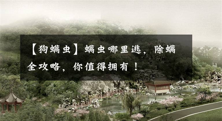 【狗螨虫】螨虫哪里逃，除螨全攻略，你值得拥有！