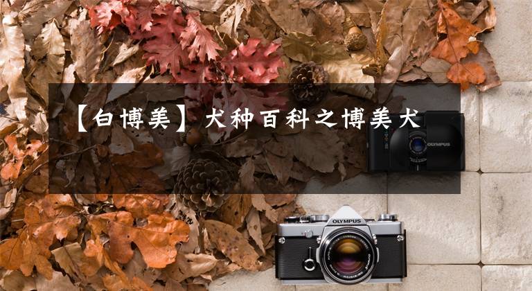 【白博美】犬种百科之博美犬
