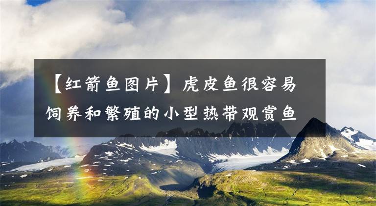 【红箭鱼图片】虎皮鱼很容易饲养和繁殖的小型热带观赏鱼！