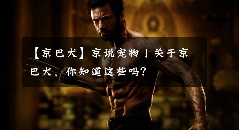 【京巴犬】京说宠物丨关于京巴犬，你知道这些吗？