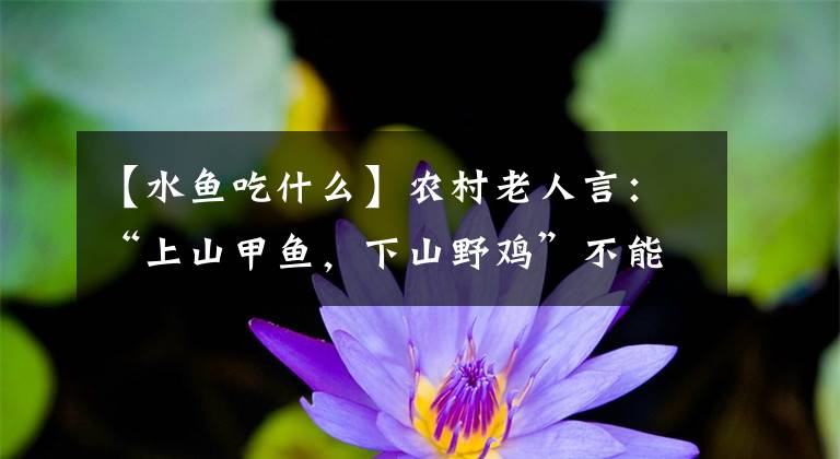 【水鱼吃什么】农村老人言：“上山甲鱼，下山野鸡”不能碰，这是为啥？3个原因