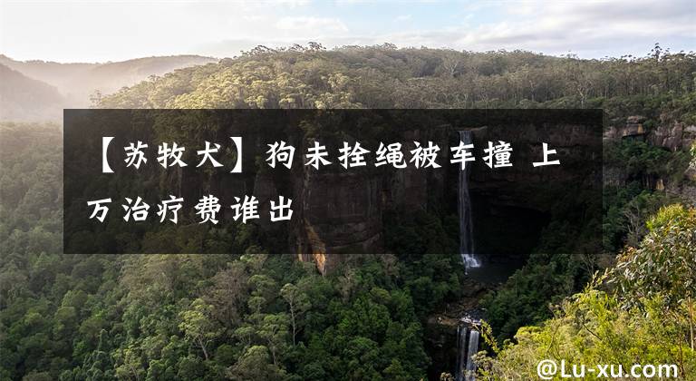 【苏牧犬】狗未拴绳被车撞 上万治疗费谁出