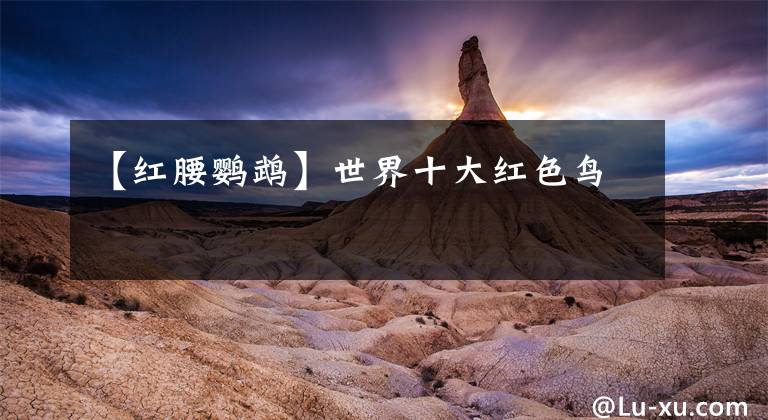【红腰鹦鹉】世界十大红色鸟