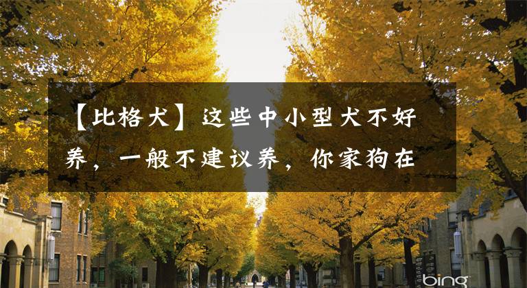 【比格犬】这些中小型犬不好养，一般不建议养，你家狗在榜上吗？
